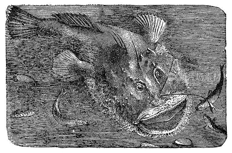 美国琵琶鱼(Lophius Americanus) - 19世纪
